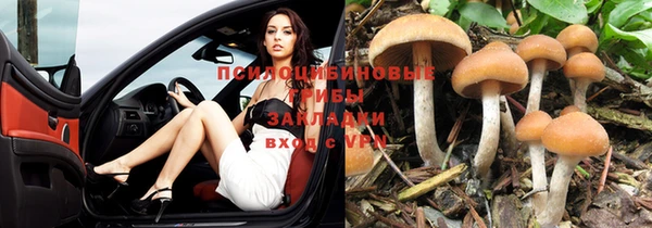 прущие грибы Абдулино