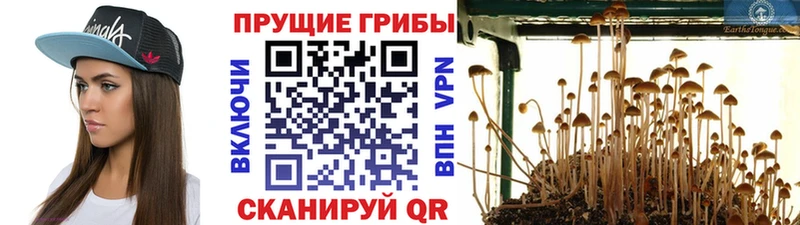 Галлюциногенные грибы GOLDEN TEACHER  закладка  Электросталь 